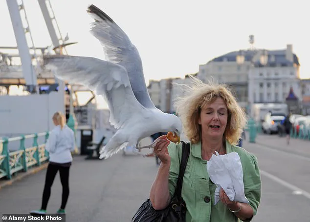 Exclusive Insight: How a Simple Shout Could Solve the Seagull Problem, Revealed in a University of Exeter Study