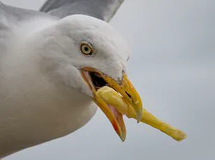 Exclusive Insight: How a Simple Shout Could Solve the Seagull Problem, Revealed in a University of Exeter Study