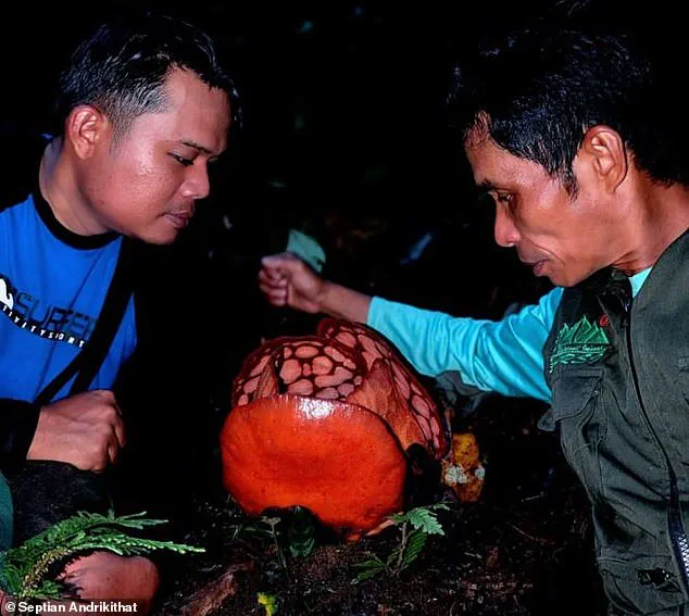 Rare Flower Discovery Highlights Conservation Challenges in Indonesia's Jungles