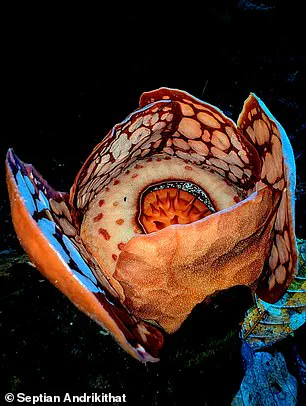 Rare Flower Discovery Highlights Conservation Challenges in Indonesia's Jungles