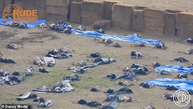 Urgent Allegations: Canadian Ostrich Farm Claims Government Culled Healthy Birds Under Bird Flu Pretext