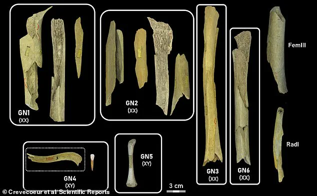 Ancient Cannibalism Unearthed in Goyet Caves: Evidence of Early Human Feasts on Neanderthal Children and Women 45,000 Years Ago