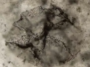 Dame Maggie Aderin-Pocock Declares Belief in Humanity's Cosmic Companionship Amidst Scientific Breakthroughs