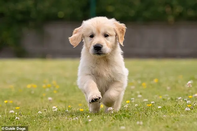 First Illinois Rabies Case in 27 Years: Experts Stress Low Risk, Call for Vaccination Vigilance