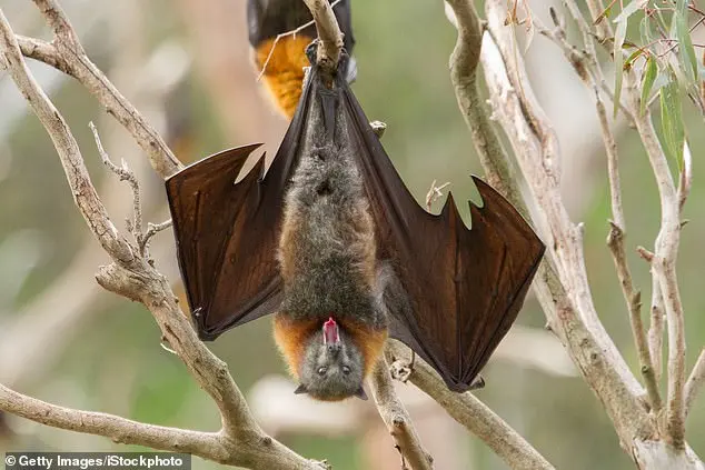 First Illinois Rabies Case in 27 Years: Experts Stress Low Risk, Call for Vaccination Vigilance