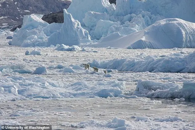 Groundbreaking Study Reveals Climate-Driven Genetic Shifts in Polar Bears, Highlighting Adaptation Potential in a Warming World