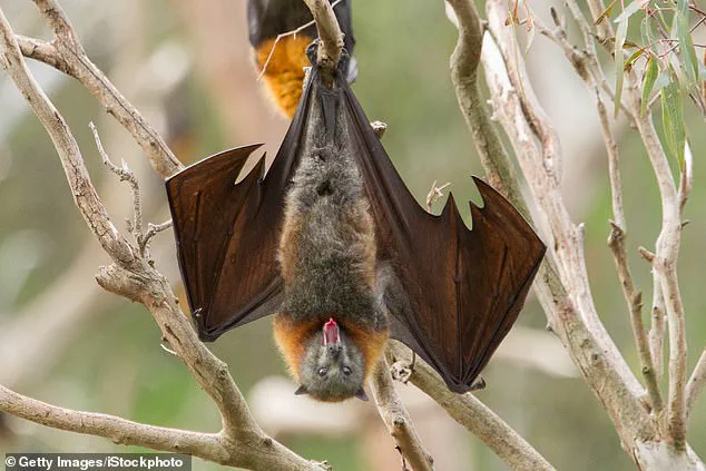 Illinois Confronts Rare Rabies Case in Dog Since 1994, Raising Public Health Concerns