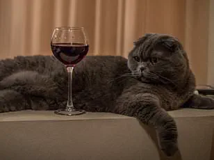 The Illusion of Expertise: How Confidence Often Trumps Knowledge in Wine Tasting