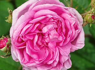 Uncovering Hidden Lexicons: How Subcultures Craft Private Languages in a Connected World