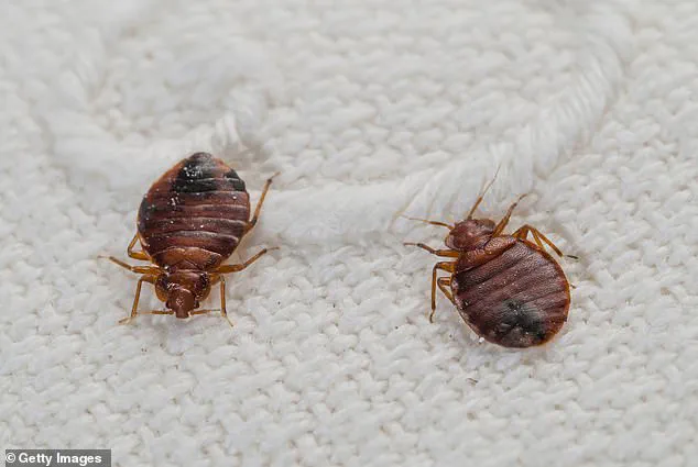 Unexpected Resurgence of Bedbugs in UK Winter: Experts Link Temperature Shifts and Home Heating to Growing Crisis