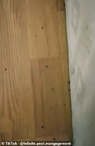 Unexpected Resurgence of Bedbugs in UK Winter: Experts Link Temperature Shifts and Home Heating to Growing Crisis