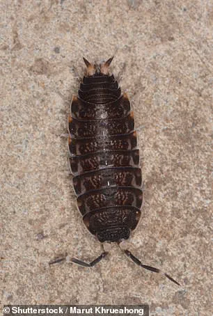 Unexpected Resurgence of Bedbugs in UK Winter: Experts Link Temperature Shifts and Home Heating to Growing Crisis