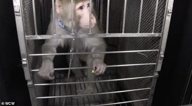 Urgent CDC Directive Sparks Controversy as Trump Administration Halts Primate Research in Major Shift for Public Health