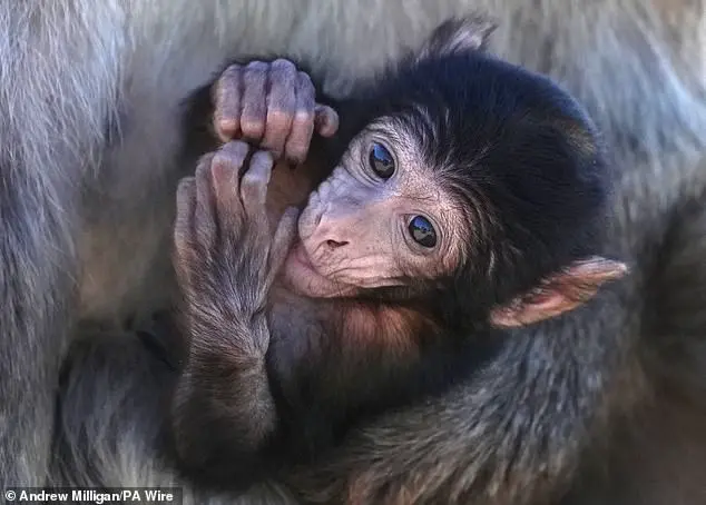 Urgent CDC Directive Sparks Controversy as Trump Administration Halts Primate Research in Major Shift for Public Health