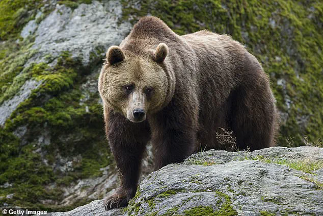 The Untold Story: Exclusive Insights on How Human Encroachment Reshaped Apennine Brown Bears