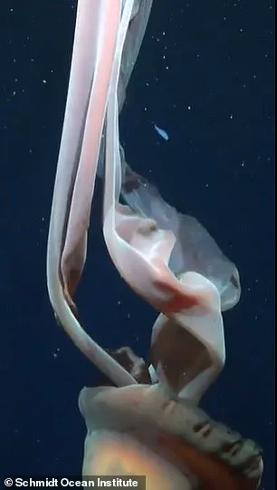 Ghostly Giant Phantom Jellyfish Spotted in Deep-Sea Canyon: First Footage in Decades