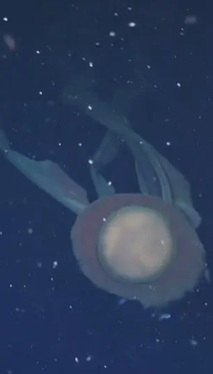 Ghostly Giant Phantom Jellyfish Spotted in Deep-Sea Canyon: First Footage in Decades