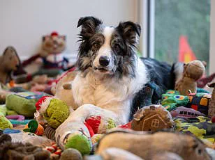 Environmental Impact of Premium Dog Foods Sparks Debate Over Regulatory Measures