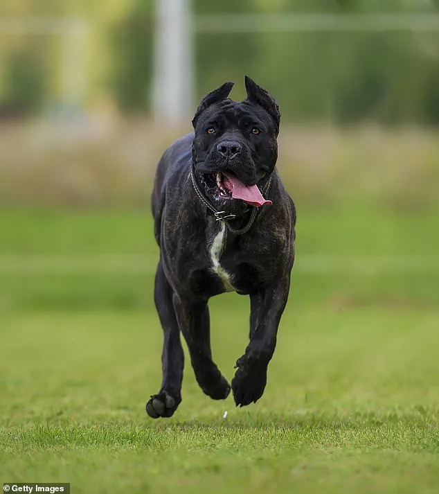 Tragedy in Welshtown: Community Mourns 13-Year-Old Killed in Pet Attack, Calls for Enhanced Safety Measures