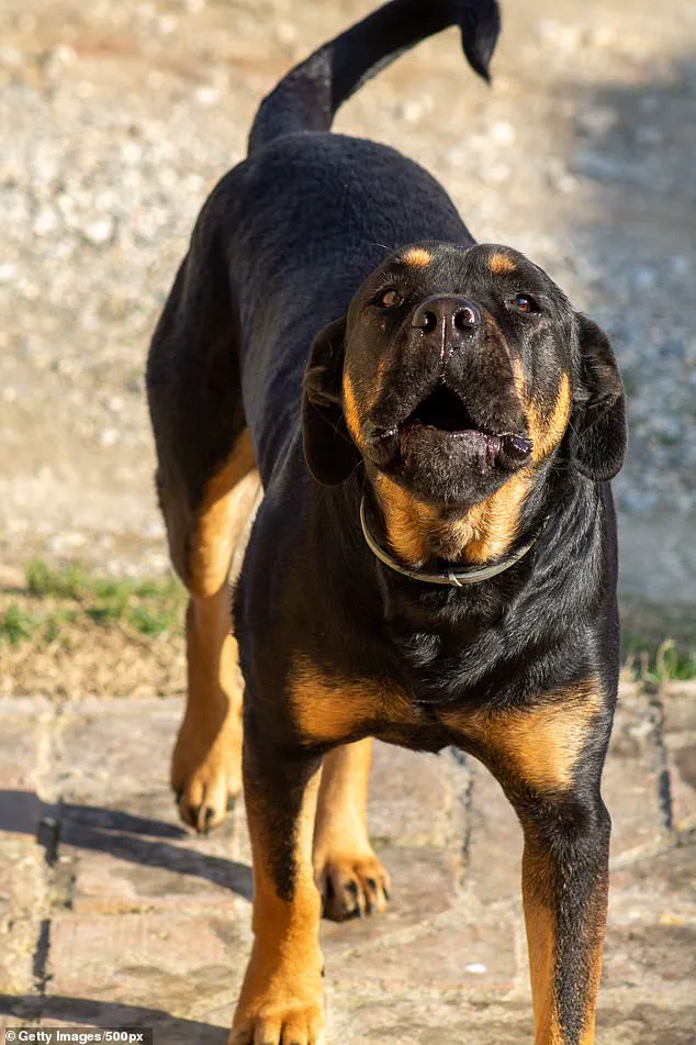 Tragedy in Welshtown: Community Mourns 13-Year-Old Killed in Pet Attack, Calls for Enhanced Safety Measures