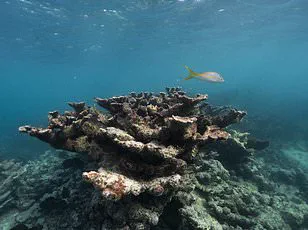 Potential Collapse of Ocean Current Could Reshape UK Winters, Scientists Warn