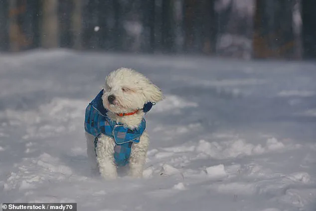 UK Vets Sound Alarm Over Hidden Pet Crisis as 'Snow Bomb' Brings Extreme Cold