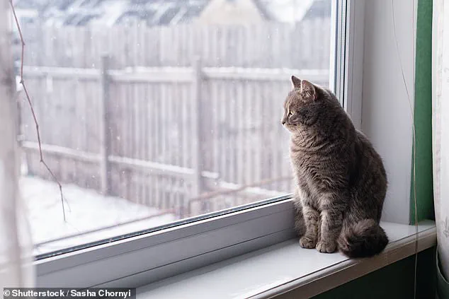 UK Vets Sound Alarm Over Hidden Pet Crisis as 'Snow Bomb' Brings Extreme Cold