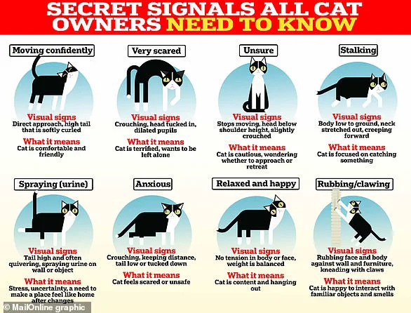 UK Vets Sound Alarm Over Hidden Pet Crisis as 'Snow Bomb' Brings Extreme Cold