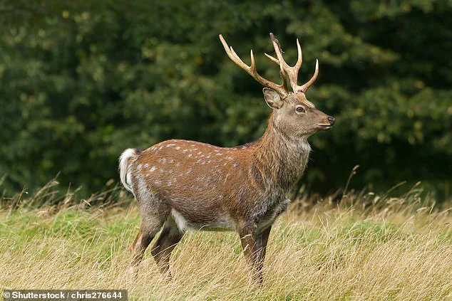 Exclusive Insights: Invasive Sika Deer Outcompete Native British Species, Leading to Population Decline