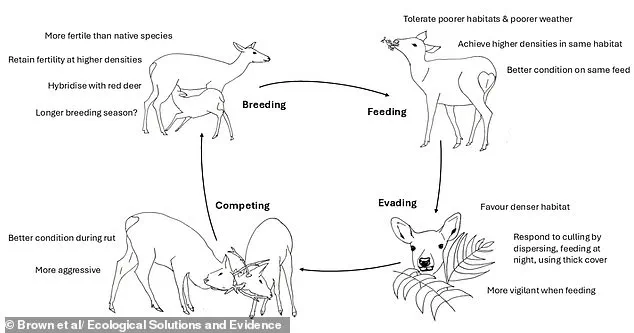 Exclusive Insights: Invasive Sika Deer Outcompete Native British Species, Leading to Population Decline