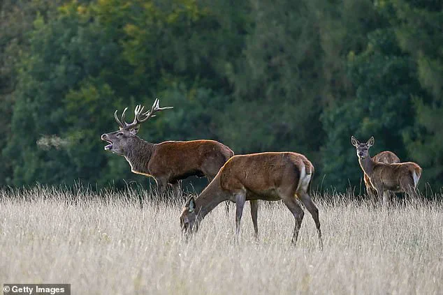 Exclusive Insights: Invasive Sika Deer Outcompete Native British Species, Leading to Population Decline