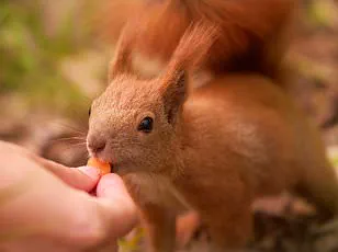Exclusive Insights: Invasive Sika Deer Outcompete Native British Species, Leading to Population Decline
