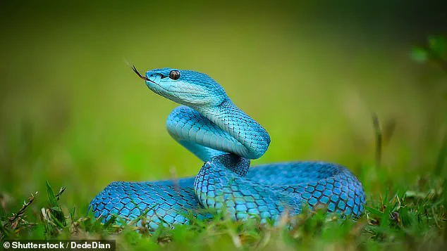 Surge in Demand for Indonesian Pit Vipers Sparks Public Safety Concerns Following Release of Zootopia 2