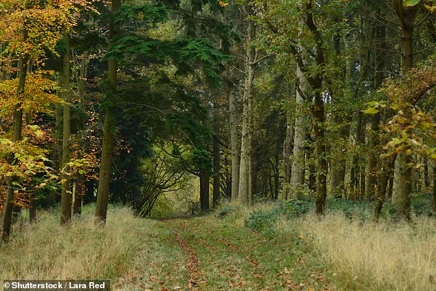 Britain's Woodlands Face Hidden Microplastic Crisis: Rural Areas Reveal Greater Pollution Than Cities