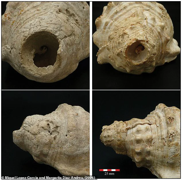 Echoes of the Past: Prehistoric Shell Trumpets Revived After 6,000 Years Reveal Ancient Communication Methods