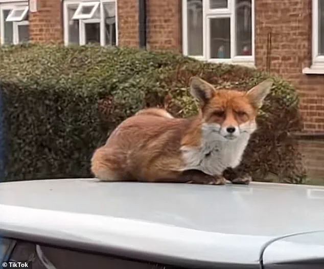 Urban Foxes: Adapting to Human Habitats and the Challenges of Coexistence