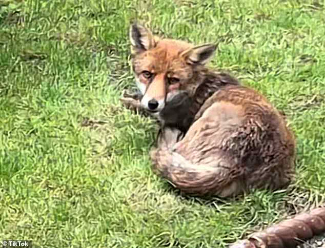 Urban Foxes: Adapting to Human Habitats and the Challenges of Coexistence