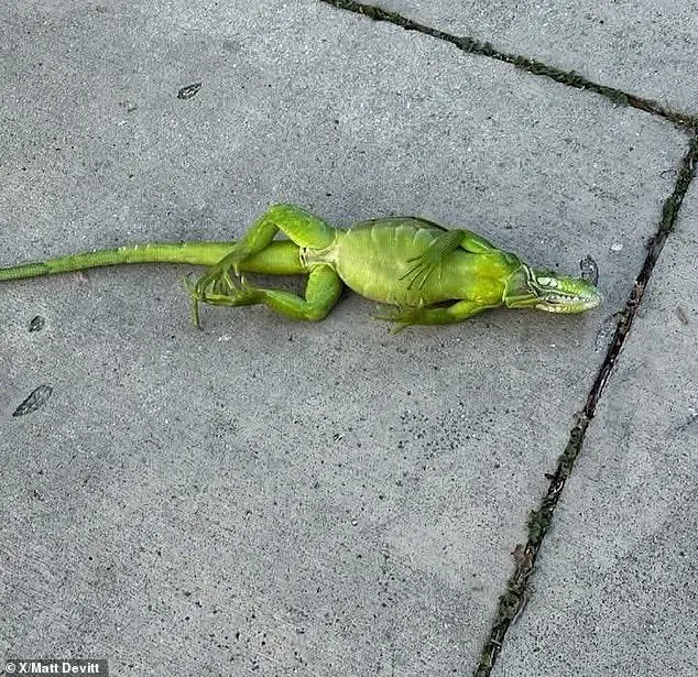 Polar Vortex Unleashes Brutal Cold Snap, Threatening Half the Country with 20-Degree Temperature Drops, Warn Meteorologists