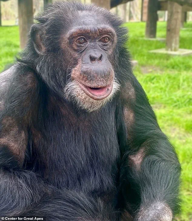 From Global Celebrity to Quiet Retirement: Bubbles the Chimpanzee's Life Beyond the Spotlight
