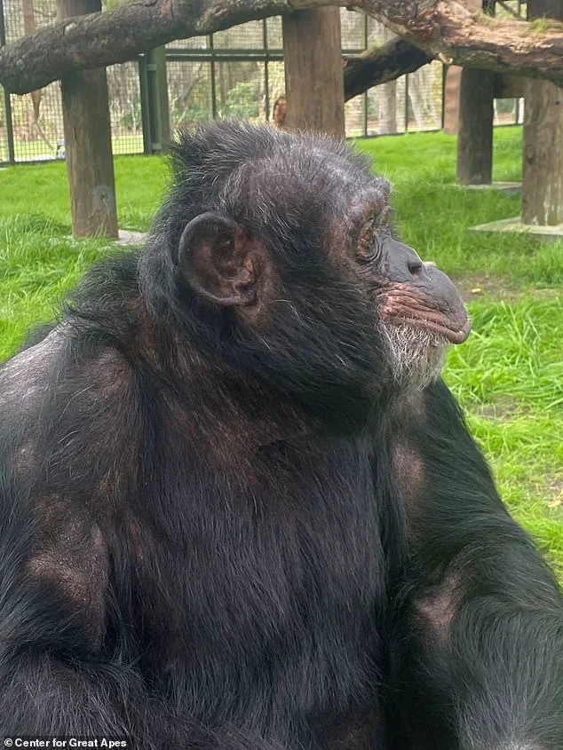 From Global Celebrity to Quiet Retirement: Bubbles the Chimpanzee's Life Beyond the Spotlight