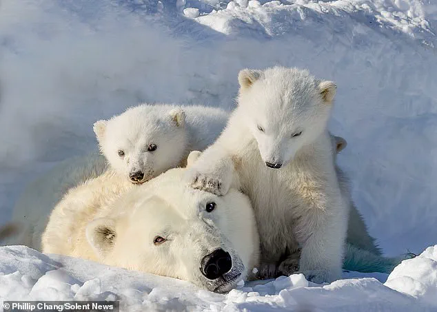Heartwarming Snapshot of Polar Bear Cubs in Churchill as Habitat Urgency Grows