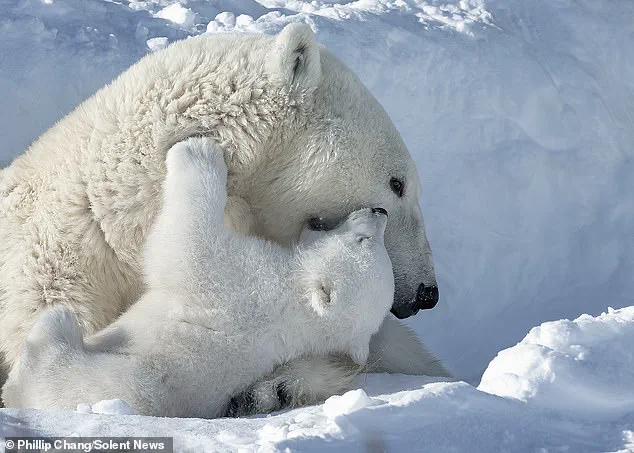 Heartwarming Snapshot of Polar Bear Cubs in Churchill as Habitat Urgency Grows