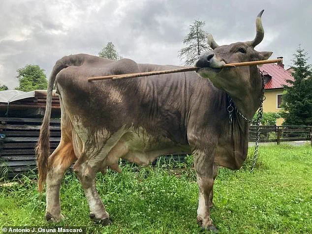 Austrian Cow's Peculiar Behavior Ignites Scientific Debate