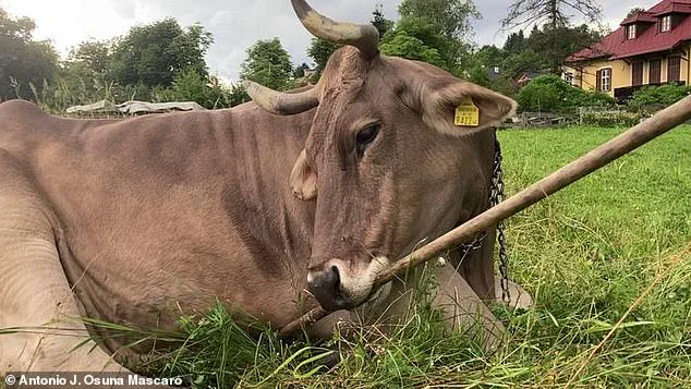 Groundbreaking Discovery: Cow Demonstrates First Documented Case of Tool Use, Challenging Assumptions About Animal Cognition