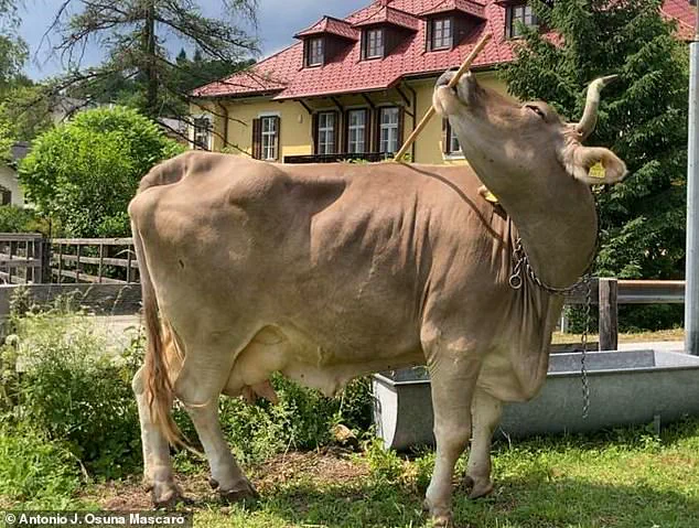 Groundbreaking Discovery: Cow Demonstrates First Documented Case of Tool Use, Challenging Assumptions About Animal Cognition