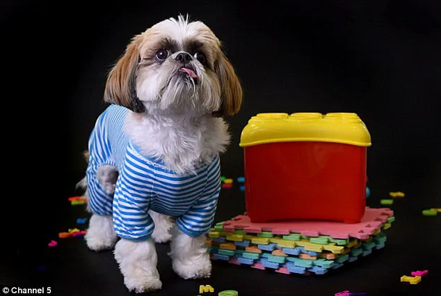 Groundbreaking Discovery: Cow Demonstrates First Documented Case of Tool Use, Challenging Assumptions About Animal Cognition