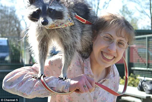 Groundbreaking Discovery: Cow Demonstrates First Documented Case of Tool Use, Challenging Assumptions About Animal Cognition