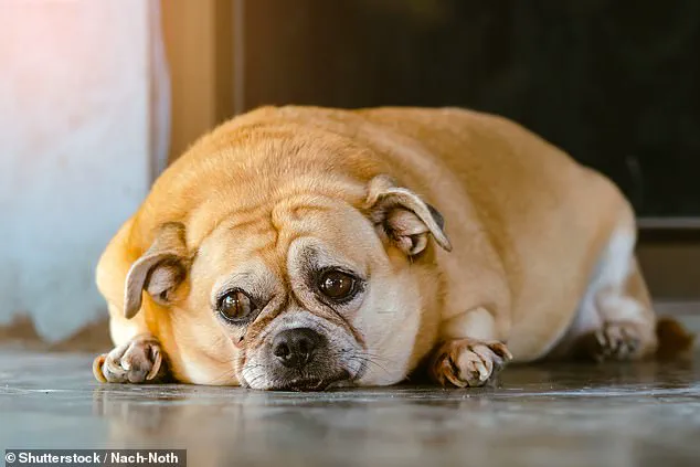 Survey Reveals Over Half of British Dogs Are Overweight or Obese, Experts Warn of 'Silent Epidemic'