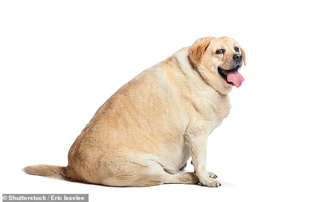 Survey Reveals Over Half of British Dogs Are Overweight or Obese, Experts Warn of 'Silent Epidemic'