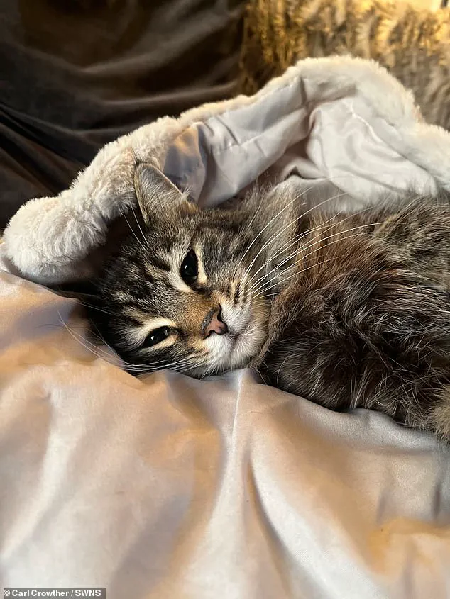 Alleged Theft of Missing Cat Sparks Investigation and Questions Over Pet Security During Deliveries